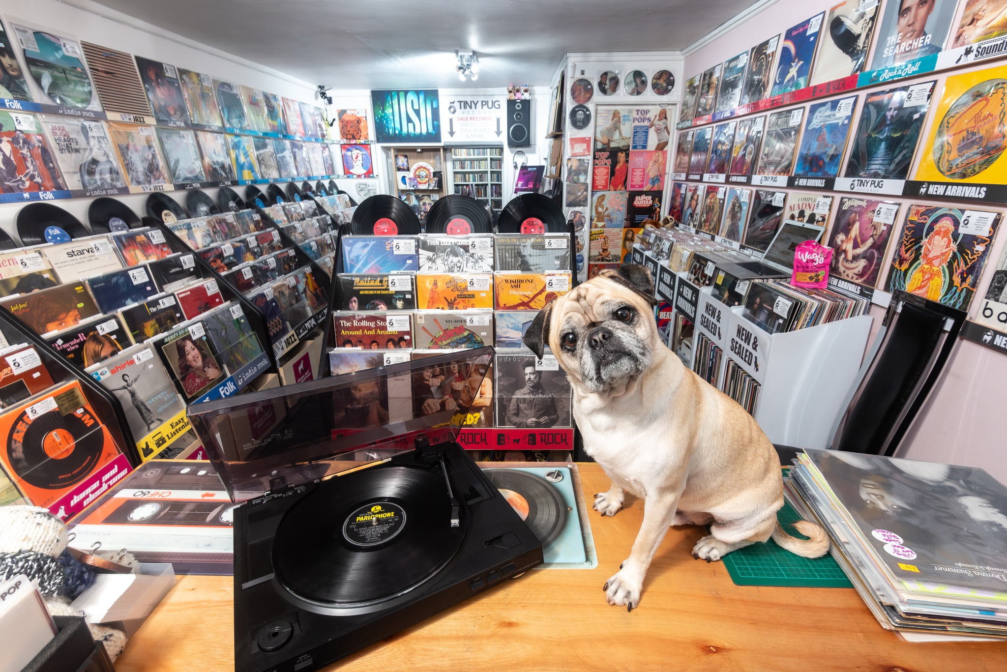Pug in record shop